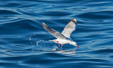 Gull Hunts Over The Ocean