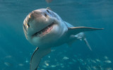 Fototapeta Do akwarium - Great white shark with teeth