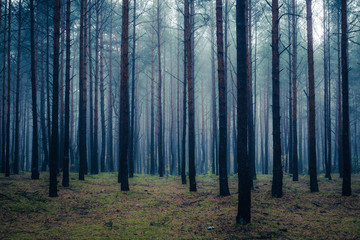 Wall Mural - Forest in foggy morning somewhere in Masovia, Poland