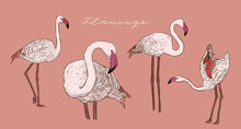 Flamingo Vector Illustration.