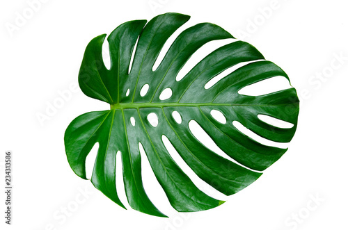 Cuadros en Lienzo Monstera leaves leaves with Isolate on white background Leaves on white