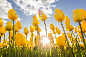 field of yellow tulips