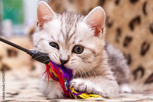 Cuadros en Lienzo Kitten playing with feather wand - small British kitten gray white color chews c