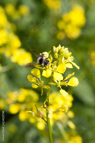 Abeille Solitaire Melitta Nigricans Sur Une Fleur De Colza