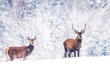  Beautiful male and female noble deer in the snowy white forest. Artistic Christmas winter image. Winter wonderland.