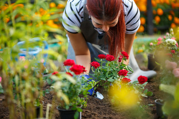 Photo of agronomist woman planting red roses in garden