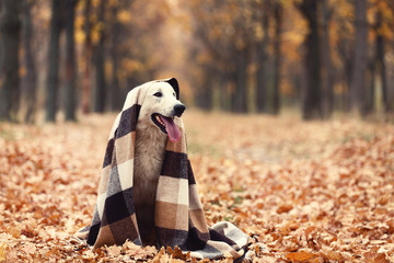 Wall Mural - White swiss shepherd dog with plaid in autumn park