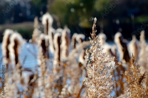 Fotografia, Obraz Fluffy Tifa blooming in the swamp, wildlife