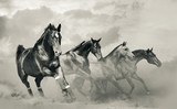 Fototapeta Konie - Beautiful horses herd