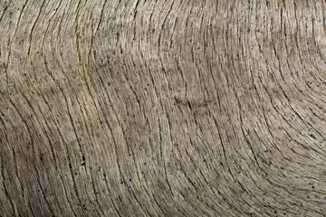 Beautiful wood bark background in the forest from Phuket Thailand.