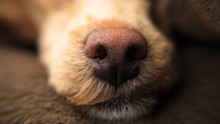 Dog's Nose