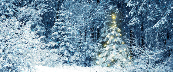 Wall Mural - snowy fir trees in the winter forest. christmas tree.