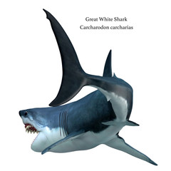 Poster - Great White Shark Tail with Font - The Great White Shark can live for 70 years and is one of the largest predators of the oceans.