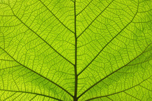 Extreme Close Up Texture Of Green Leaf Veins