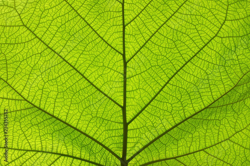 Zdjęcie: Extreme close up texture of green leaf veins Extreme close up texture of green leaf veins