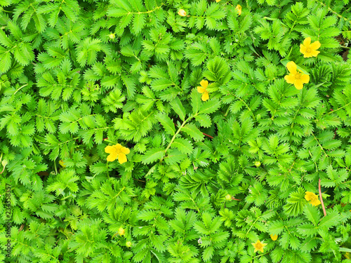 фотография Argentina anserina or Potentilla anserina