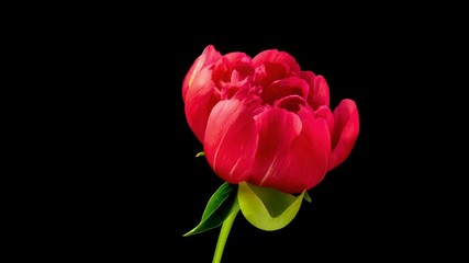 Wall Mural - Timelapse of a light pink peony flower blooming on black background