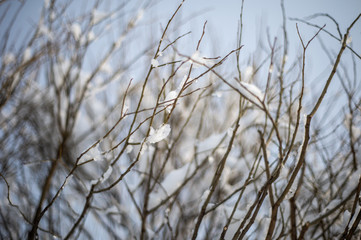 Wall Mural - background of trees for a double exposure, branches in snow