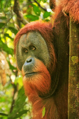 Wall Mural - Portrait of male Sumatran orangutan in Gunung Leuser National Park, Sumatra, Indonesia