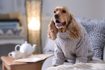 Poster - Cute Cocker Spaniel dog in knitted sweater on sofa at home. Warm and cozy winter