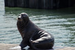 Sea lion on the pier