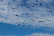 Flock of birds on V formation