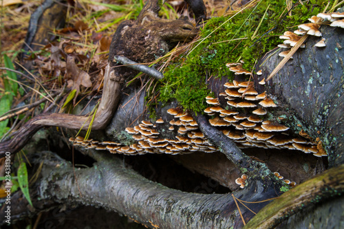 Fotografie, Obraz Turkey Tail Medicinal Fungus Growing On Moss Covered Log