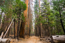 Walking On A Wide Path Through The Forests Of Yosemite National Park, Sky Covered By Smoke From The Ferguson Fire, Sierra Nevada Mountains, California