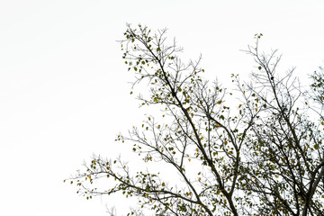 branch of bodhi tree silhouette in autumn of tropical nature on white background.