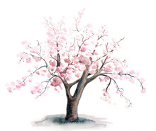 Watercolor Painting Of The Sakura Tree With Pink Flowers