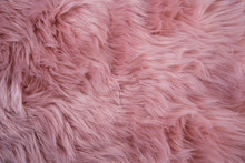 Pink Sheepskin Background. Fur Pattern. Wool Texture. Sheep Fur Close Up