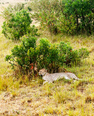 Jaguar in the jungle of Kenya under a cloudy sky