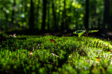 Close-up Of Freshness Green Moss And Growing Leaf, Selective Focus