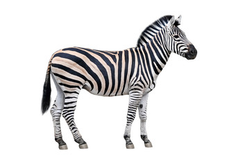 Zebra isolated on white background