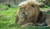 Fototapeta Big Ben - portrait of a two male lions, nuzzling