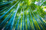 Fototapeta Sypialnia - Beautiful landscape of bamboo grove in the forest at Arashiyama kyoto