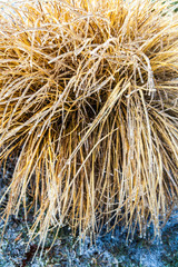 Frozen straw glistening with ice