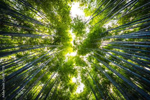 beautiful-landscape-of-bamboo-grove-in-the-forest-at-arashiyama-kyoto