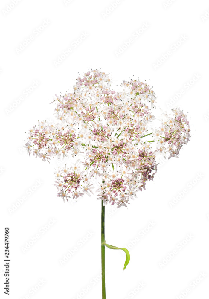 GoldKälberkropf (Chaerophyllum aureum) Stock Photo Adobe Stock