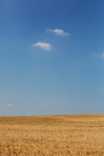 Golden Cornfield Under A Blue Sky With Small High Clouds.