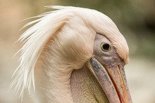 Pelican Pelecanus Onocrotalus At The Zoo, Solo Pelican Grooming Its Feathers, Beautiful Pinkish Bird Near Pond, Water Bird In Its Enviroment, Close Up Portrait, Aquatic Bird With Big Beak