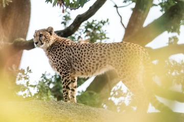 Wall Mural - Cheetah (Acinonyx jubatus) lounges on a rock, beautiful cat in captivity at the zoo, elegant predator, big beautiful cat from Africa