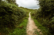 © Mint Images - A sheltered footpath through the countryside, with hedgerows and bracken.