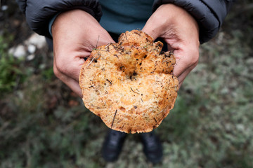 man picking a red pine mushroom