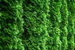 Western thuja emerald green hedge background texture, evergreen trees planted abreast make dense  natural wall. Landscape design concept