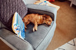 Dog Sleeps on a chair