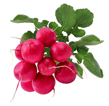 Fresh Red Radish Isolated On White Background With Clipping Path