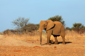 Sticker - The African bush elephant (Loxodonta africana) drinking at the water hole. A big bull at waterhole in the dry country of Africa.