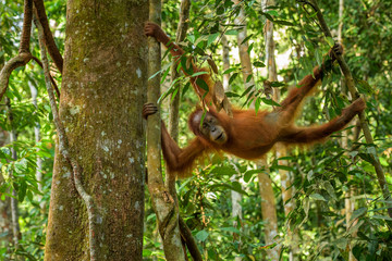 Wall Mural - sumatran orang-utan - pongo abelii, hominid primate from sumatran forests, indonesia.