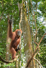Wall Mural - sumatran orang-utan - pongo abelii, hominid primate from sumatran forests, indonesia.